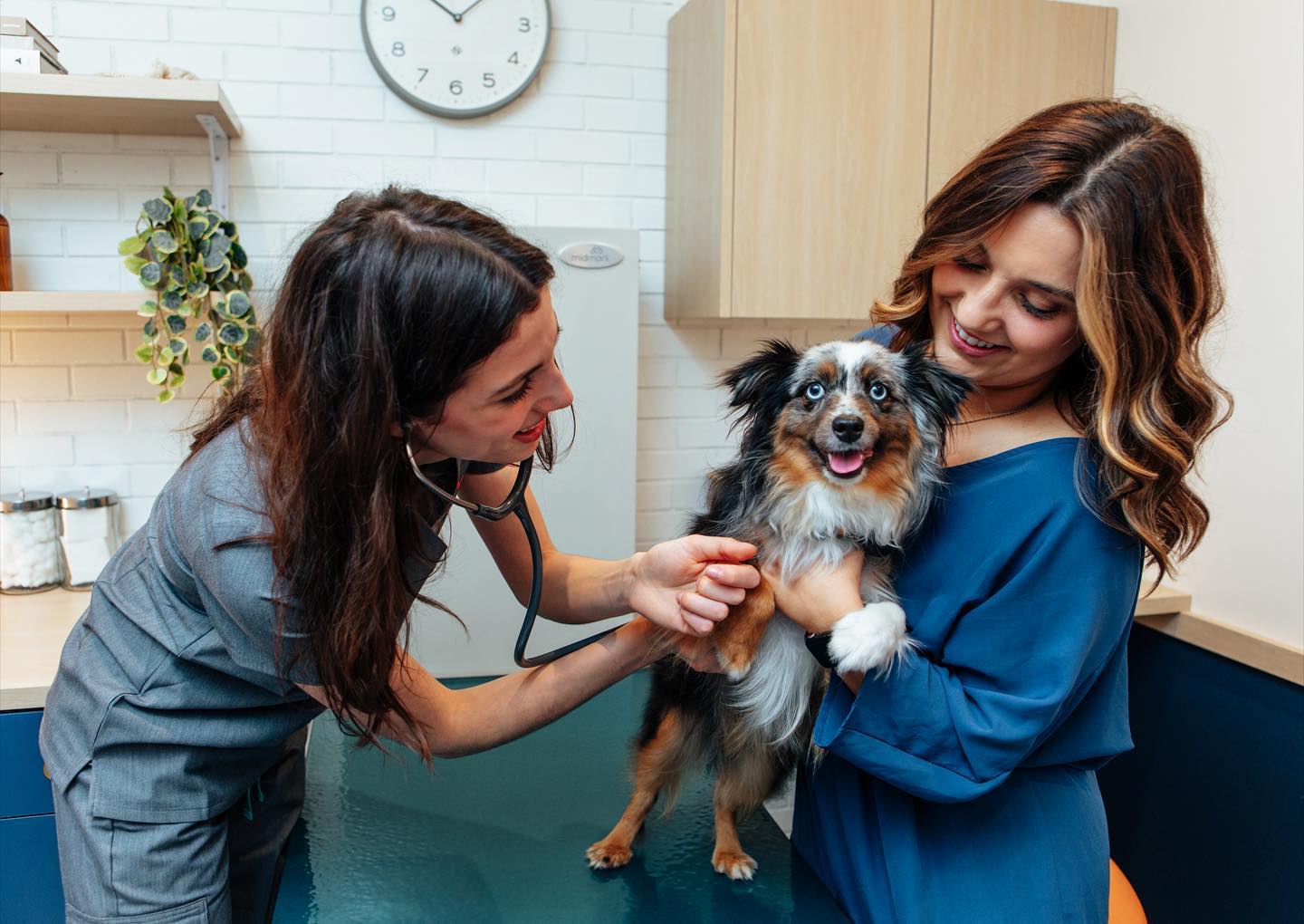 Bond Vet vet examining dog